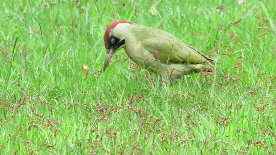 Information About the Tongue of the Woodpecker